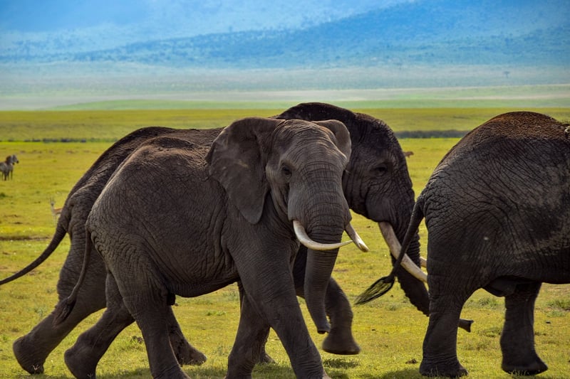 Elephants at the zoo