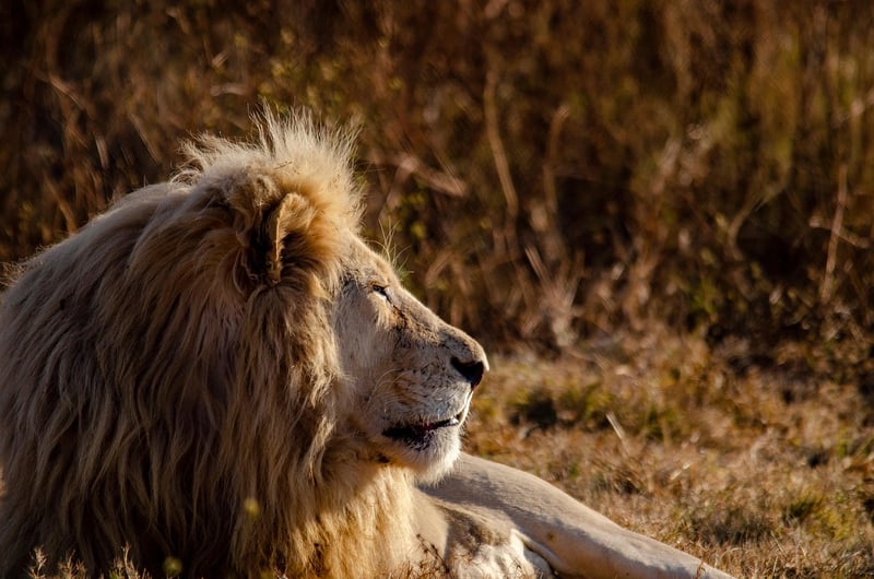 Lion at the zoo