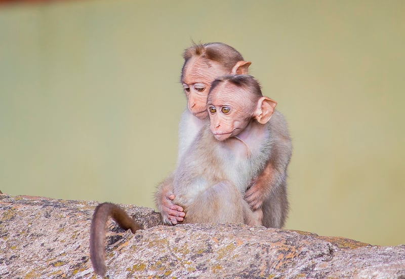 Monkey at the zoo